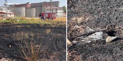 Yüksekova’da Elektrik akımına kapılan kuş yangına neden oldu