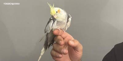 Sultan Papağanı ‘Mısto’ Esnafın Maskotu Oldu