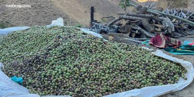 Yüksekova’da ceviz hasadı üreticilerin yüzünü güldürdü