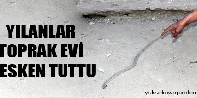 Yılanlar evi mesken tuttu
