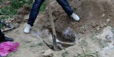 Diyadin'de kuduz vakası