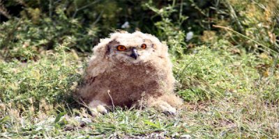 Yaralı Puhuya Lokman Hekim Şefkati