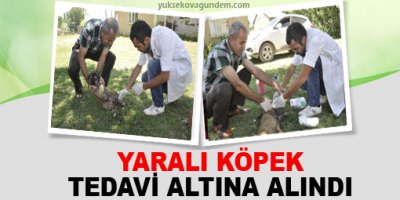 Yaralı köpek tedavi altına alındı