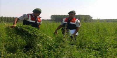 Lice'de kenevir operasyonu