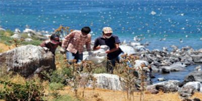 İnci kefali göç etti martılar açlıktan öldü!