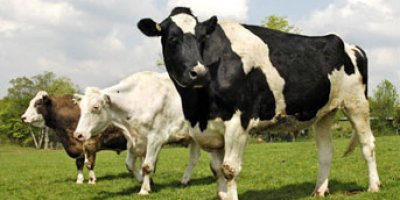 Yüksekova'da inek hırsızlığı