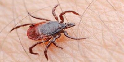 Kosova'da kene yine can aldı