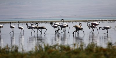 Flamingolar avcıların tehdidi altında!
