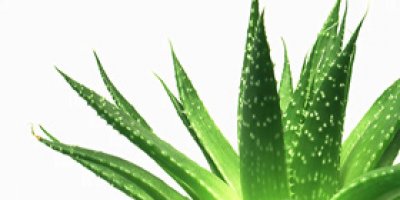 Aleo Vera Hakkari'de