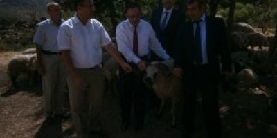 Hakkari'de Hayvancılık Gelişiyor