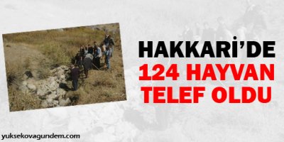 Hakkari'de 124 hayvan telef oldu