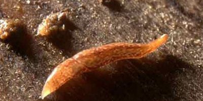 12 mm boyunda 60 gözlü solucan