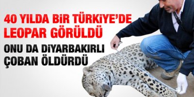 Diyarbakır'da leopar öldürüldü