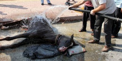 At aşırı sıcaktan çatladı