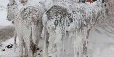 Siverek'te eşekler buz tuttu