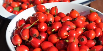 C vitamini zengini 'kuşburnuna' yoğun ilgi