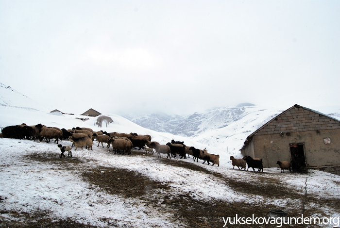 Yüksekova'da köylüler yetkililerden destek bekliyor