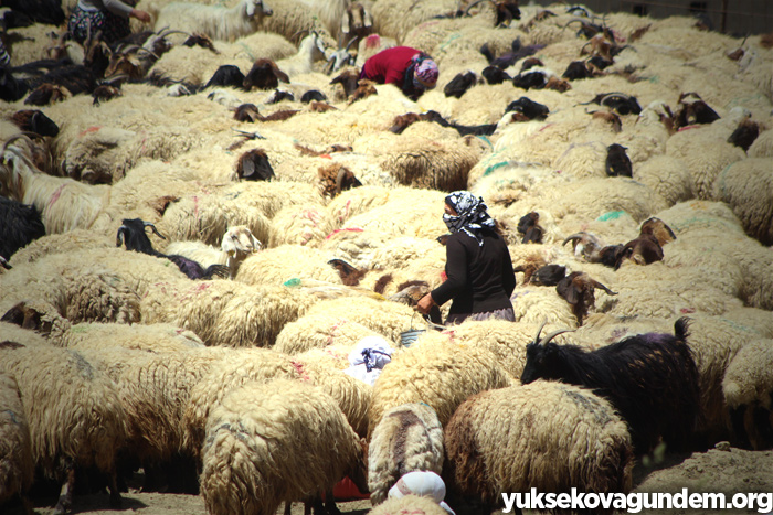Yüksekova'da 'Otlu Peynirin' zorlu yapım süreci...