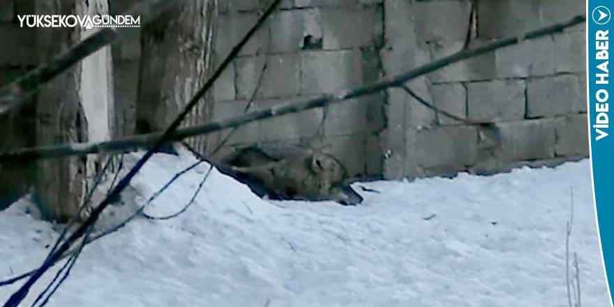 Yüksekova Belediyesi'nden 'Kurt' uyarısı: 'Arama çalışmaları devam ediyor'