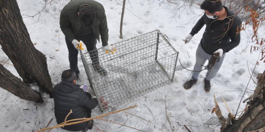 Yüksekova’da ki kurdun yakalanması için çalışmalar devam ediyor