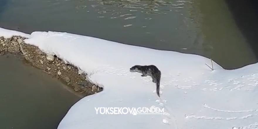 Yüksekova'da su samuru görüntülendi